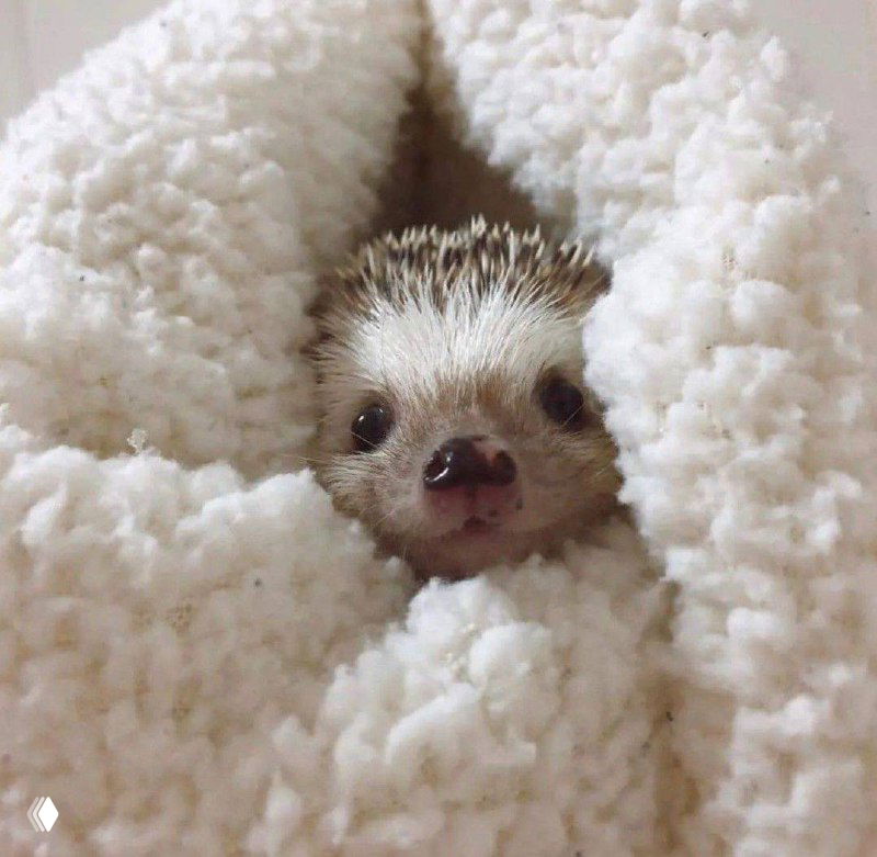 Крупный размашистый план ёжика среди пушистого пледа, видны глаза и часть мордочки между волокнами ткани — уютная текстура кадра.