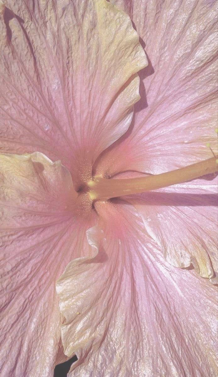 Макро‑фото крупного розового цветка с шелковистыми лепестками и персиковым свечением — романтичный детализированный фон для телефона весной.