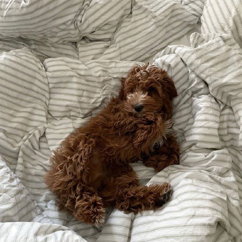 Салон автомобиля с панорамной крышей, за которой виднеется заснеженный хвойный лес — тихая зимняя дорога и настроение праздника