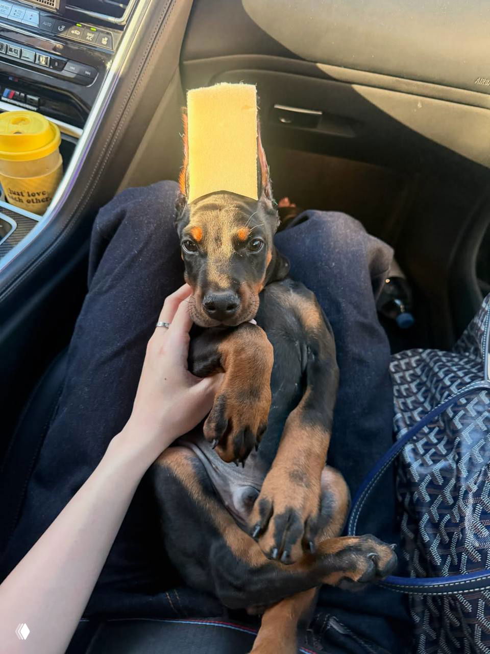 Крупный план щенка добермана на коленях у человека в салоне машины; коричнево‑черная шерсть, выразительный взгляд щенка.