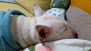 Крупный план спящей белой собаки с короткой мордой, закутанной в плед на диване; спокойный домашний кадр мягкого питомца.