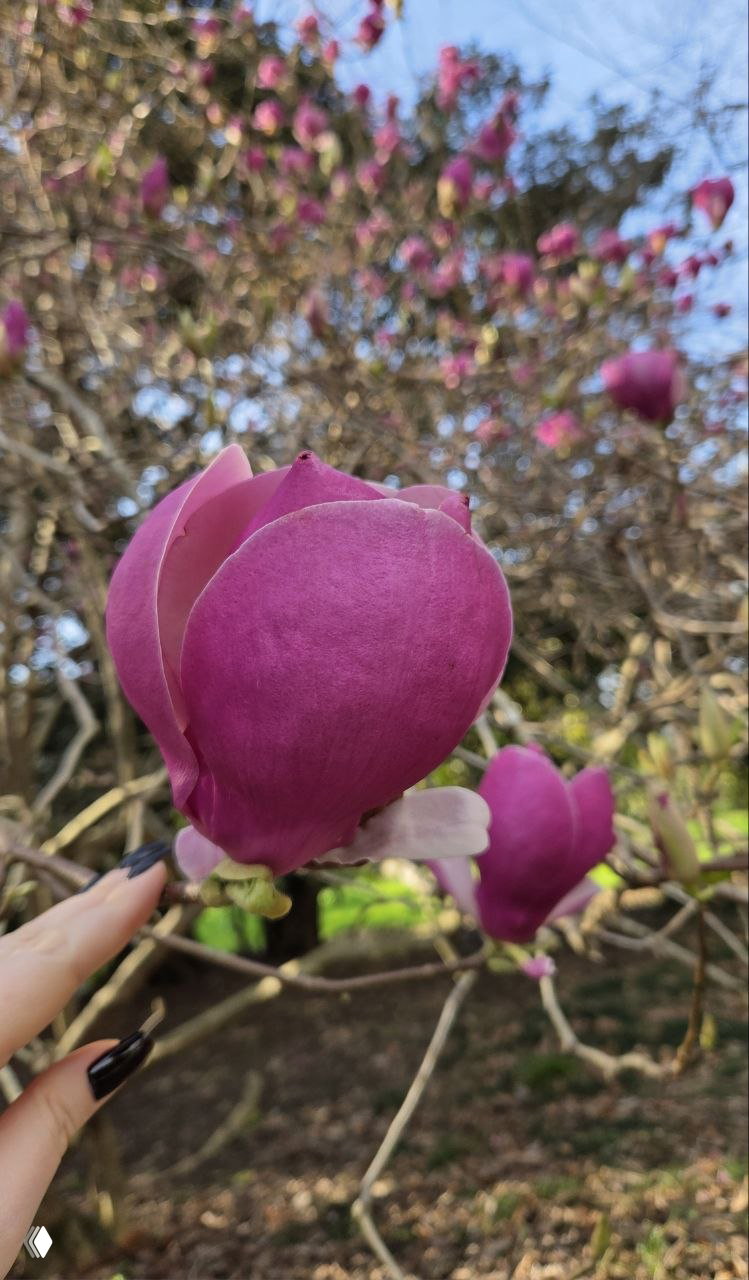 Крупный план розового бутона тюльпановой магнолии на фоне размытых ветвей и цветов, рука аккуратно держит бутон для масштаба.