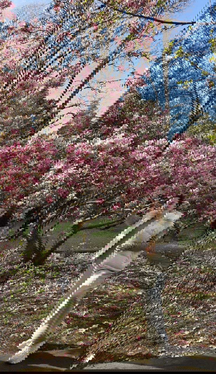 Высокий ракурс: все дерево магнолии покрыто розовыми цветами на фоне голубого неба и зелёных хвойных деревьев в парке.