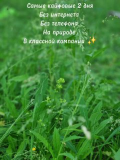 Крупный план зелёной травы и полевых растений у реки на природе; размытый фон и наложенный текст о выходных без интернета и телефонов.