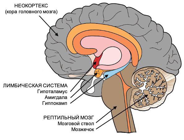 Резонансное общение и исцеление травмы