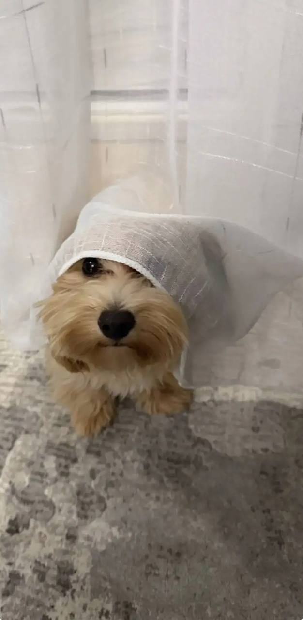 Барри выглядывает из-под прозрачной шторы: маленький пушистый пес, игриво прячется на ковре у окна, домашняя уютная сцена.