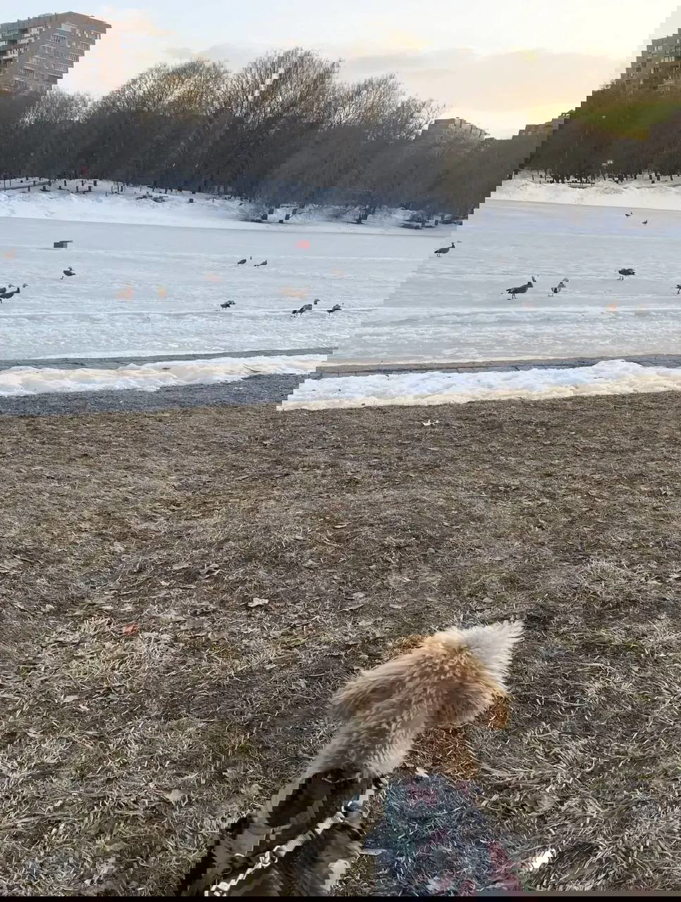 Барри сидит спиной на берегу городского парка и наблюдает за замерзшим озером с утками, прогулка и внимание к внешнему миру.