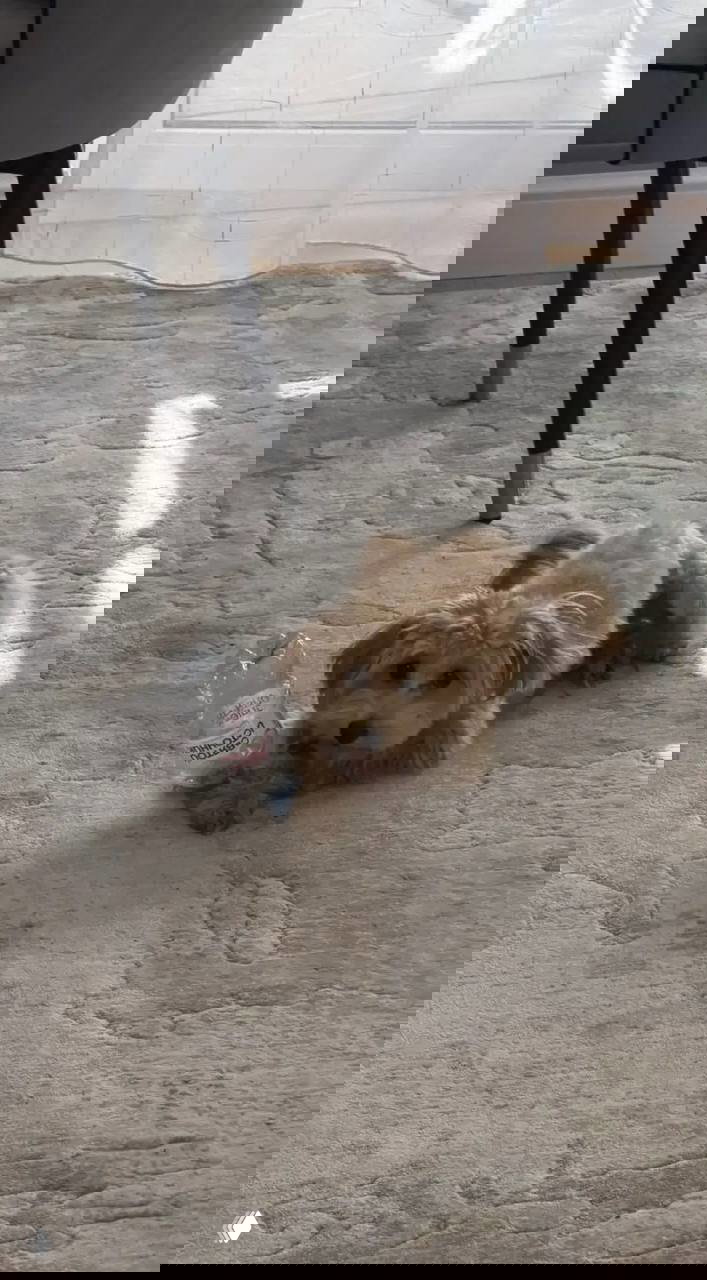 Барри лежит на светлом ковре и держит пластиковую бутылку — пример того, как он добывает и играет с найденными предметами дома.