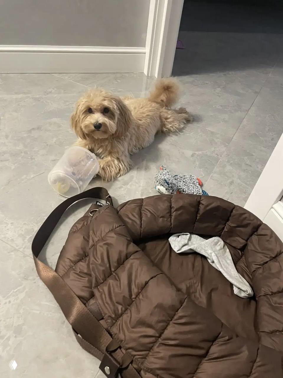 Барри лежит в прихожей рядом с сумкой, рядом разбросаны носок и игрушки; домашняя сцена с подростковой энергией питомца.