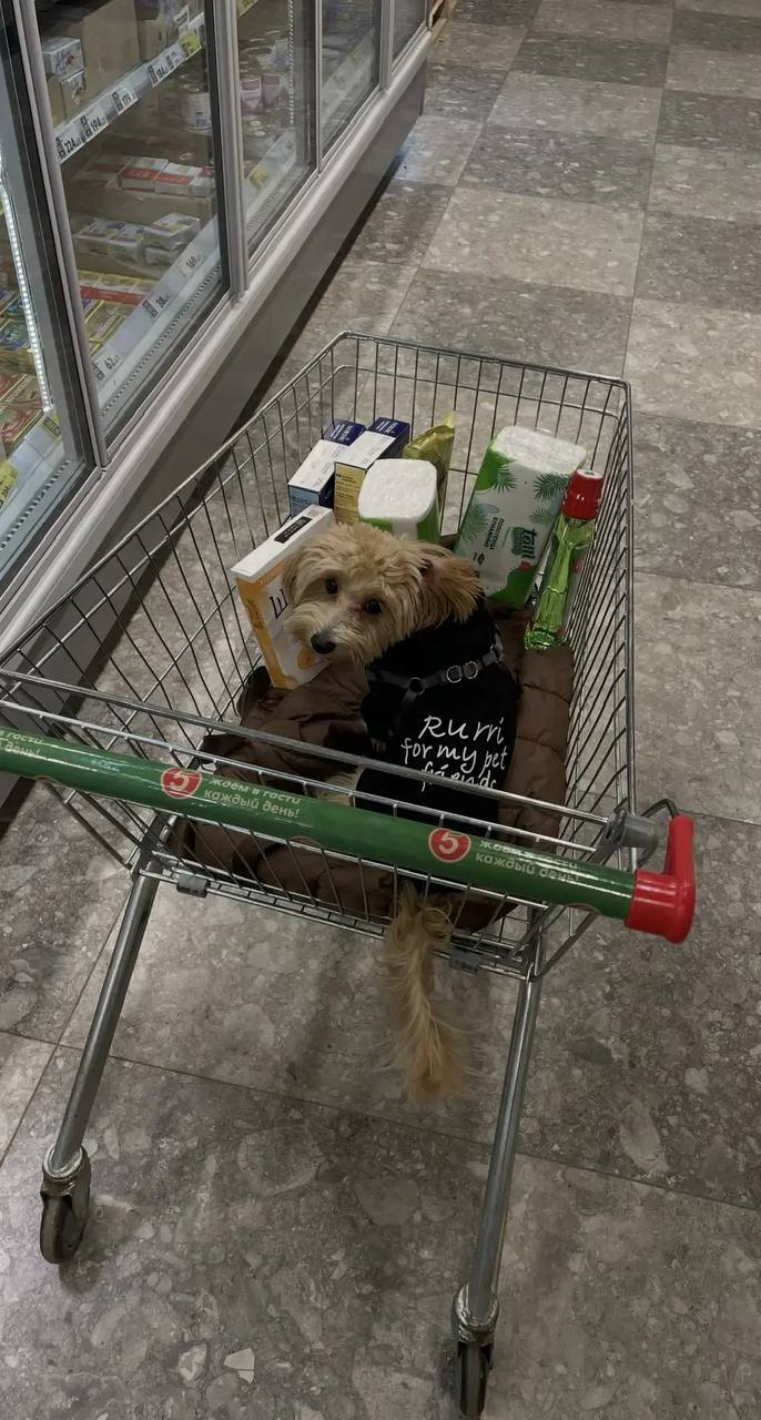 Барри сидит в тележке супермаркета среди продуктов в жилете для питомца — повседневный поход за покупками с семейным псом.