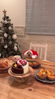 Праздничный деревянный стол с тортом, пирожными и закусками; на стуле рядом маленькая собака в шапке Санты, ёлка и украшения на фоне.