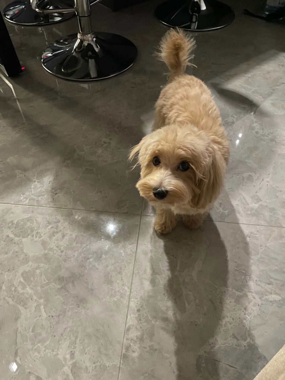 Светлый маленький щенок стоит на мраморном полу дома, хвост поднят, в комнате видны барные стулья и отражение света