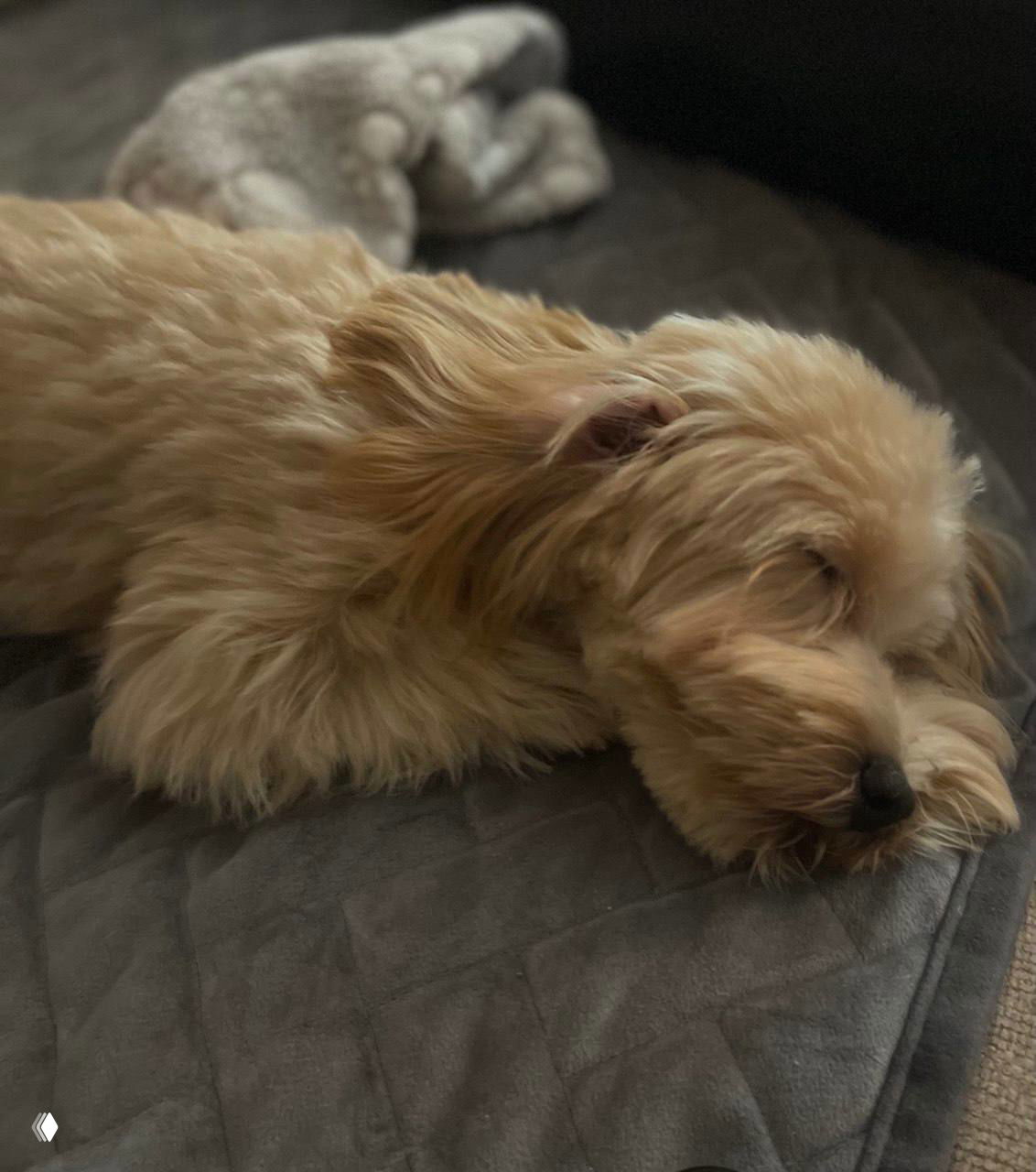 Щенок Барри мирно спит, свернувшись на покрывале, видно пушистую шерсть и расслабленное выражение мордочки