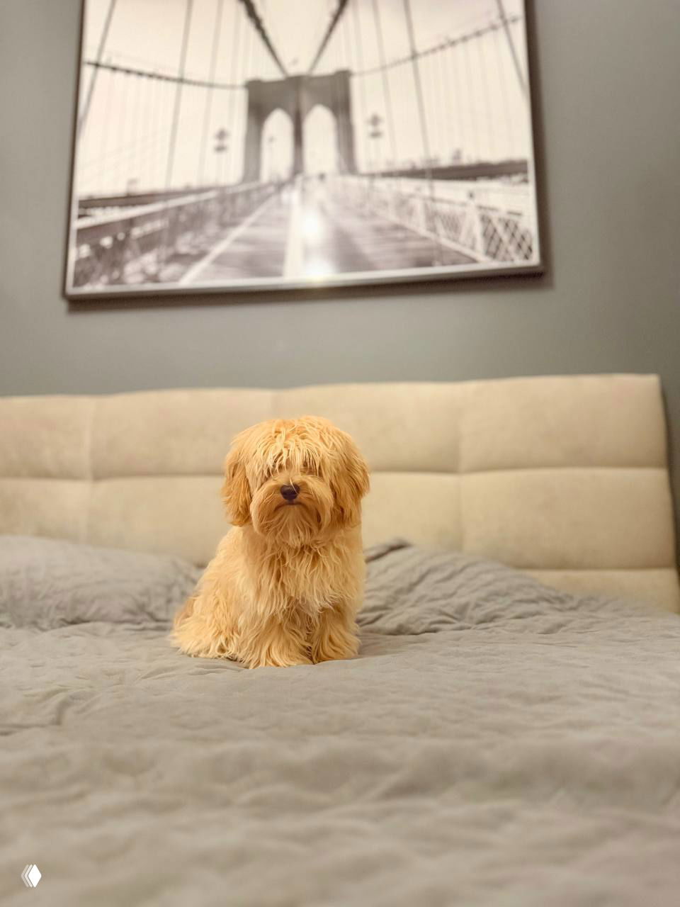 Лохматый малыш сидит на кровати с покрывалом, до стрижки выглядел взъерошенным — кадр показывает контраст до и после груминга