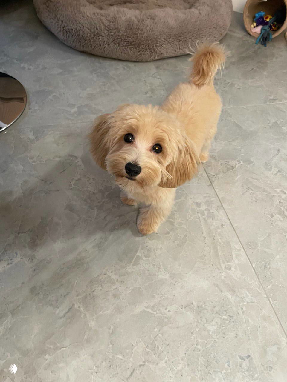 Барри стоит на мраморном полу и смотрит в камеру с мягким любопытным выражением, шерсть аккуратно подстрижена, хвост поднят