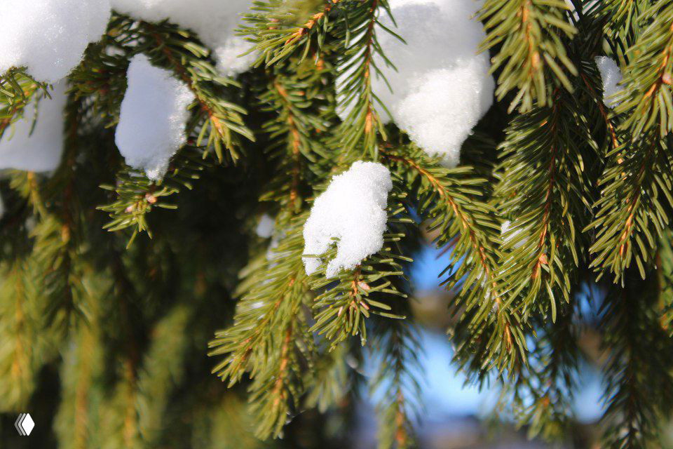 Крупный план хвойной ветки с кусочками снега на иглах; текстура хвои и мягкие блики зимнего света — деталь походного пейзажа.