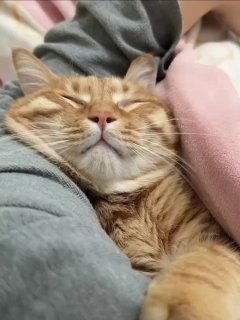 Рыжий кот спит, уютно прижатый к пледу и руке человека; кадр передаёт ощущение спокойствия и расслабления, тема поста о стрессе.