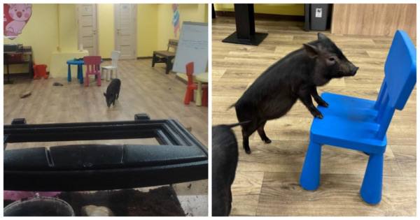 Мини‑свиньи в антикафе: Россельхознадзор выявил нарушения