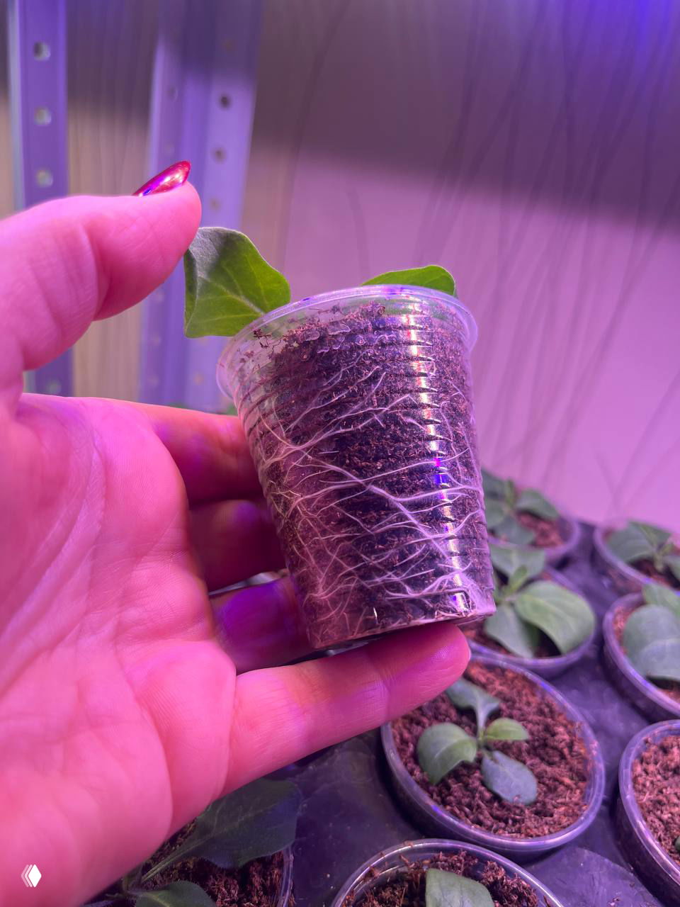 Рука держит прозрачный стаканчик с петунией, корни плотно обвили грунт и видны сквозь стенки; декоративный розово-пурпурный свет освещения.