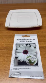 Крупный план упаковки семян остеоспермума F1 «Arctic Illusion» на деревянном столе рядом с пустой тарелкой, видно фото сорта и текст на пачке.