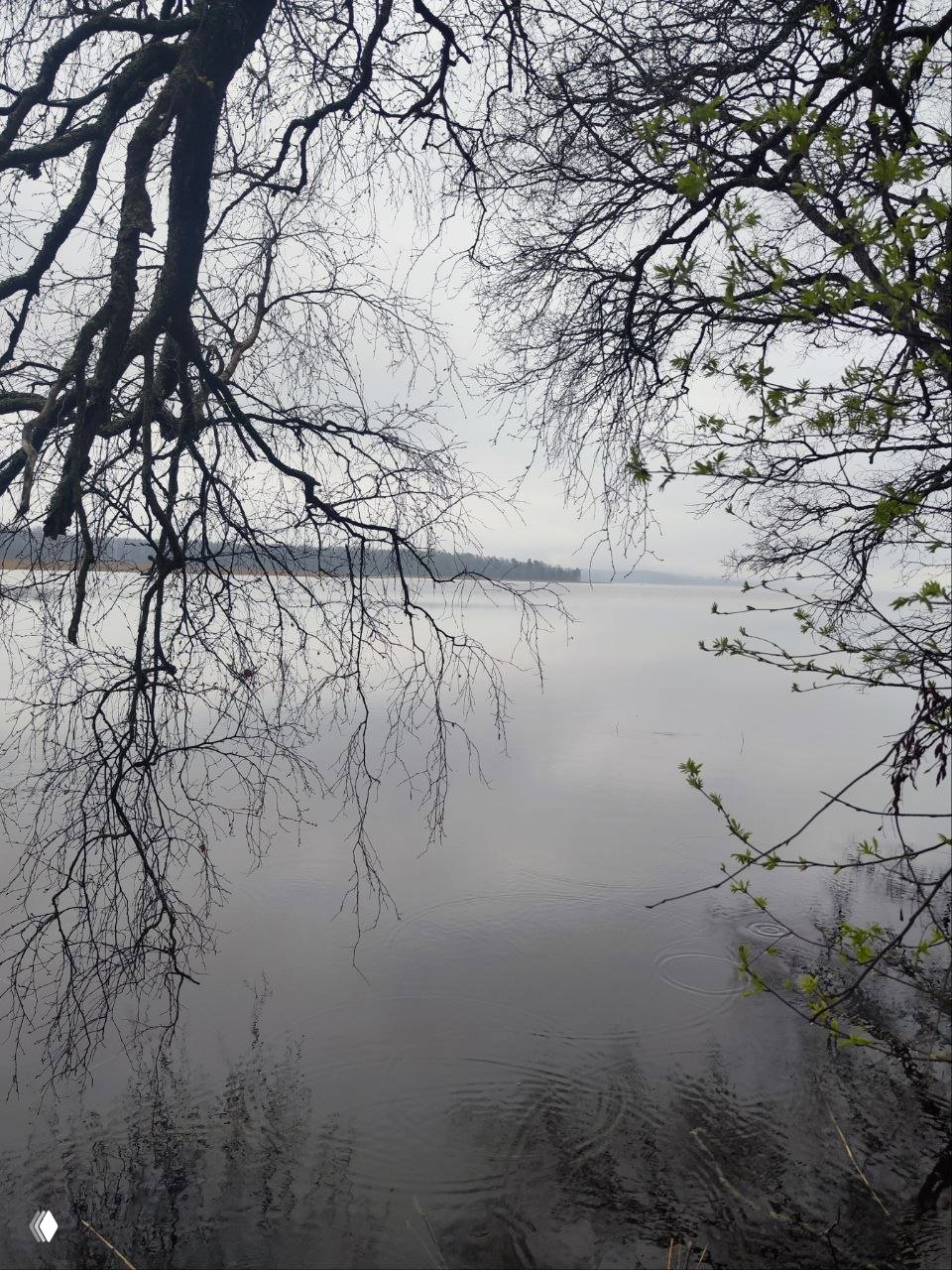 Берег озера с нависающими ветвями деревьев и спокойной водой: туманная, минималистичная сцена природы в окрестностях Веснино.