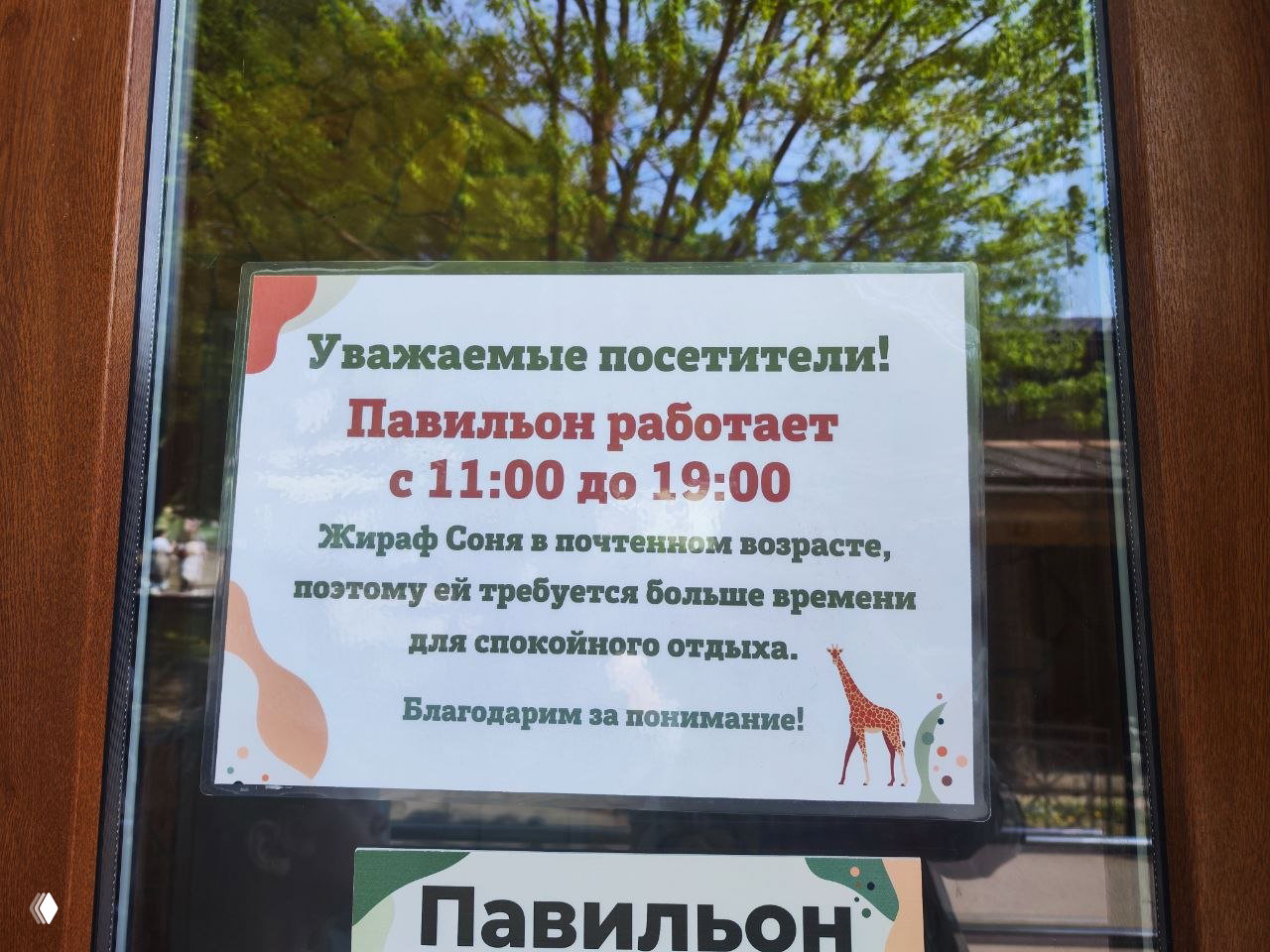 Табличка на стекле павильона зоопарка с графиком работы и заметкой о пожилой жирафе Соне, отражаются деревья на фоне.