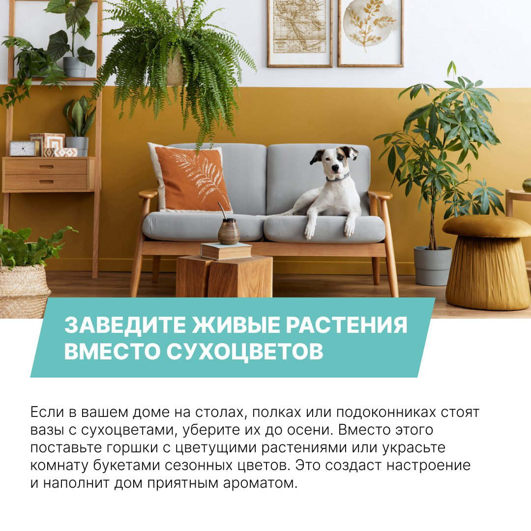 Комната с множеством живых растений, серым диваном и декоративной подушкой; на диване сидит маленькая собака — идея заменить сухоцветы на зелень.