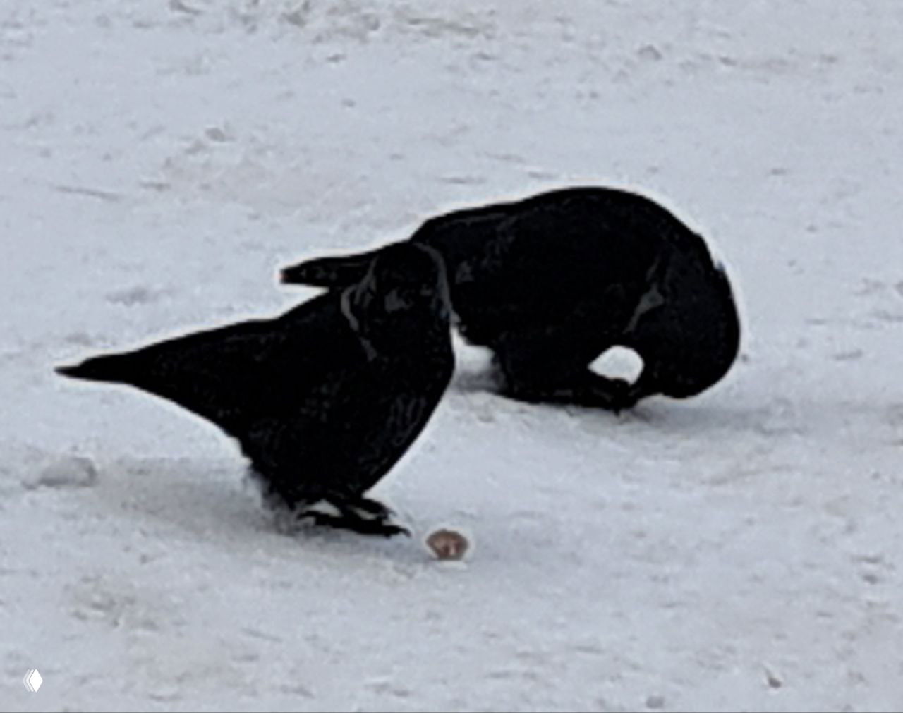 Зимние галки