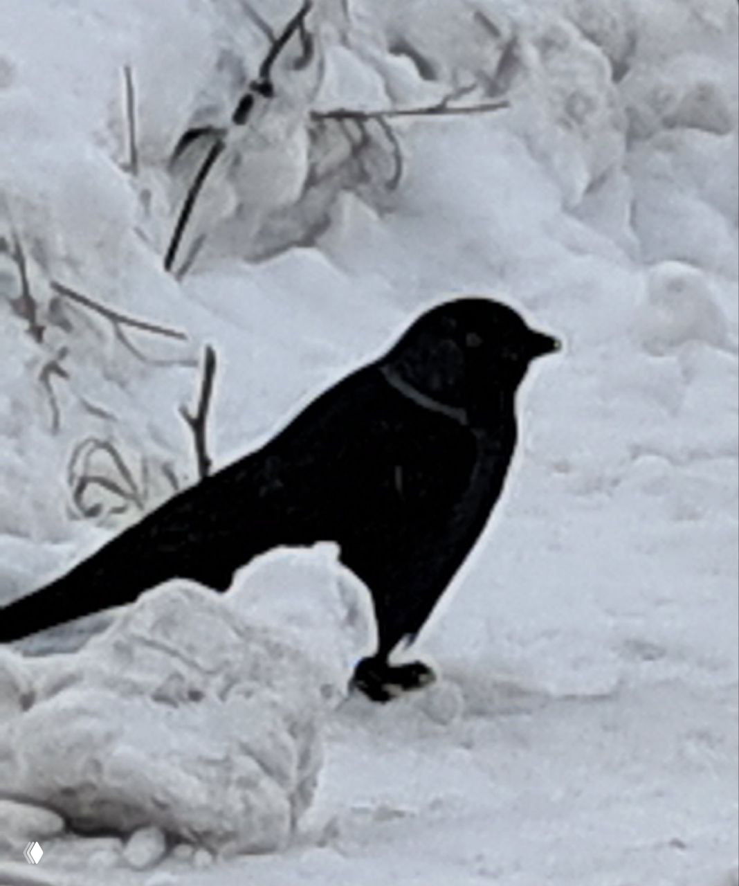 Одиночная тёмная галка в профиль на снежном фоне зимой, видны округлое нахохлившееся оперение и свёрнутые лапки птицы.