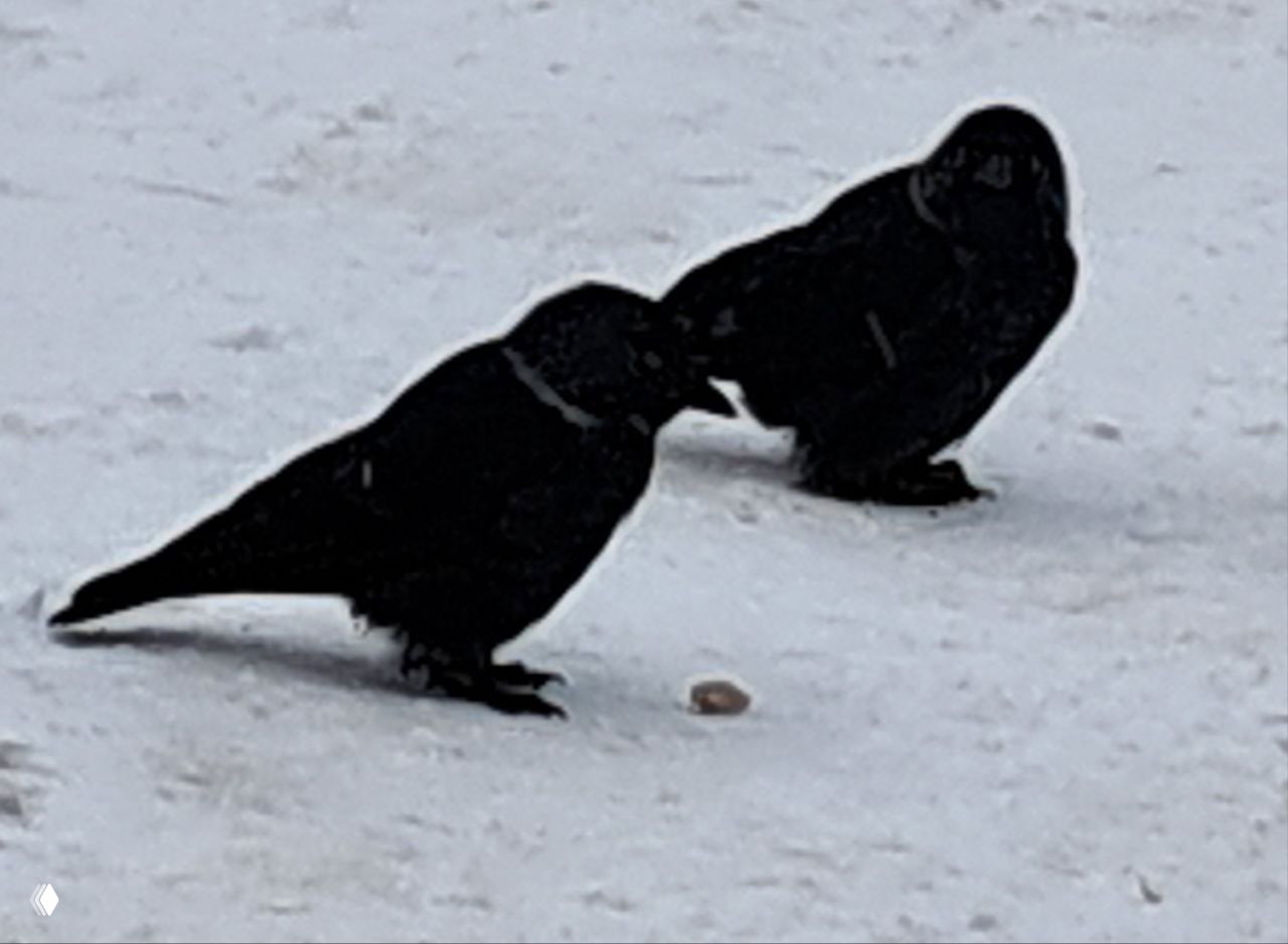 Две галки на зимней поверхности, одна из птиц наклонилась; снимок подчёркивает их плотное оперение и небольшие лапки, прячущиеся в пухе.