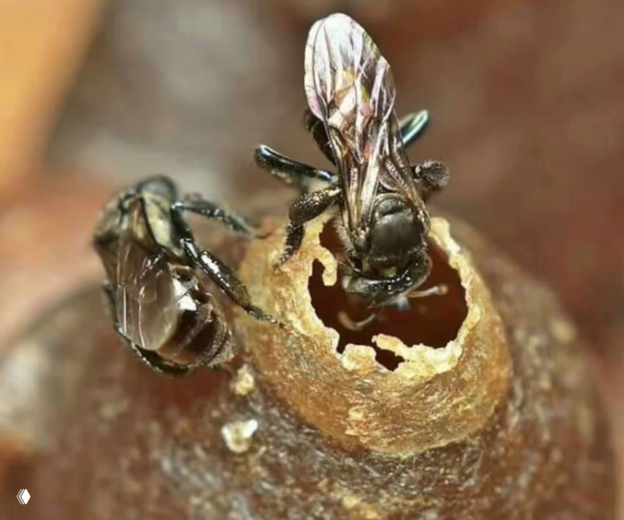Мед безжальных пчёл (chan rong) на Самуи