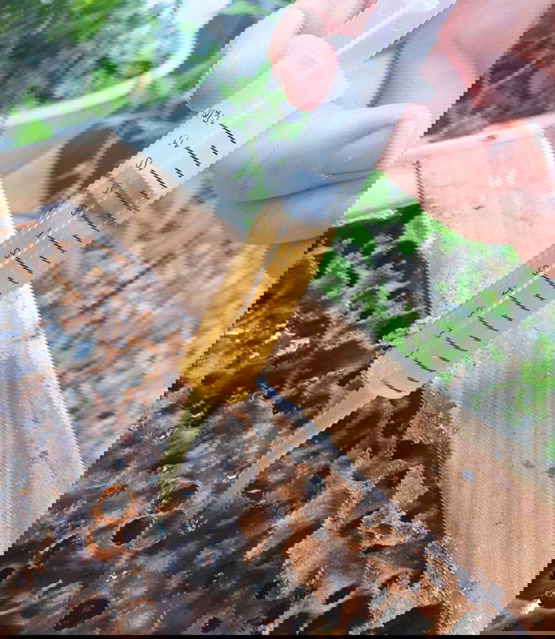 Извлечение жидкого ферментированного меда шприцем из смоляной структуры улья безжальных пчёл; видна вязкая светло-коричневая жидкость.