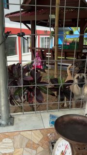 Рыжая собака за металлической решёткой у крыльца на фоне дома и весов у импровизированной витрины — охраняет точку продажи.