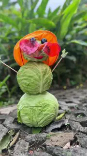 Две головы капусты, уложенные одна на другую на земле среди зелени, сверху декоративный оранжево-красный цветок — фото для поста о квашении в тропиках.