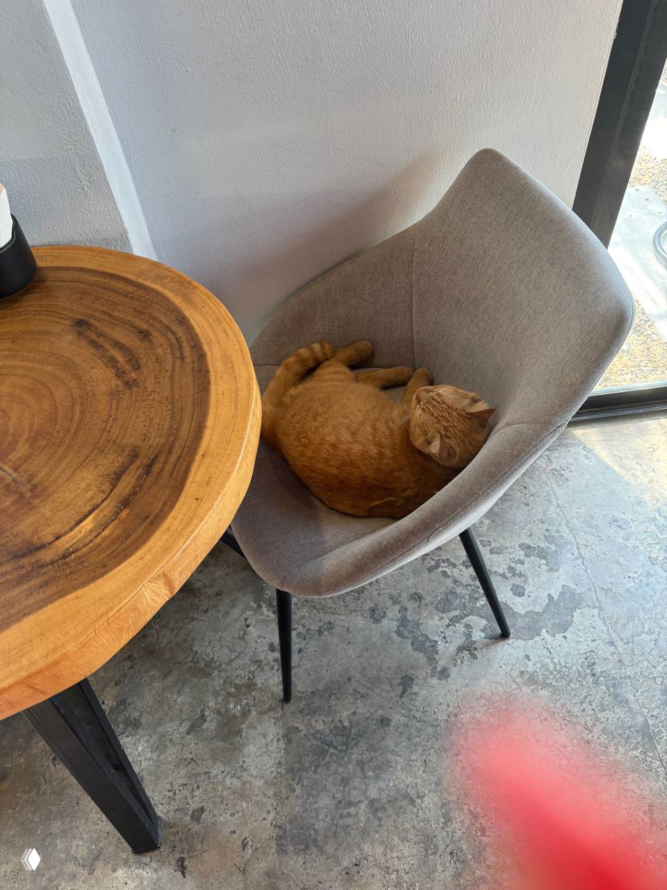 Рыжий кот спит, свернувшись клубочком, на сером мягком стуле в интерьере кафе рядом с круглым деревянным столом — уютный компаньон при завтраке.