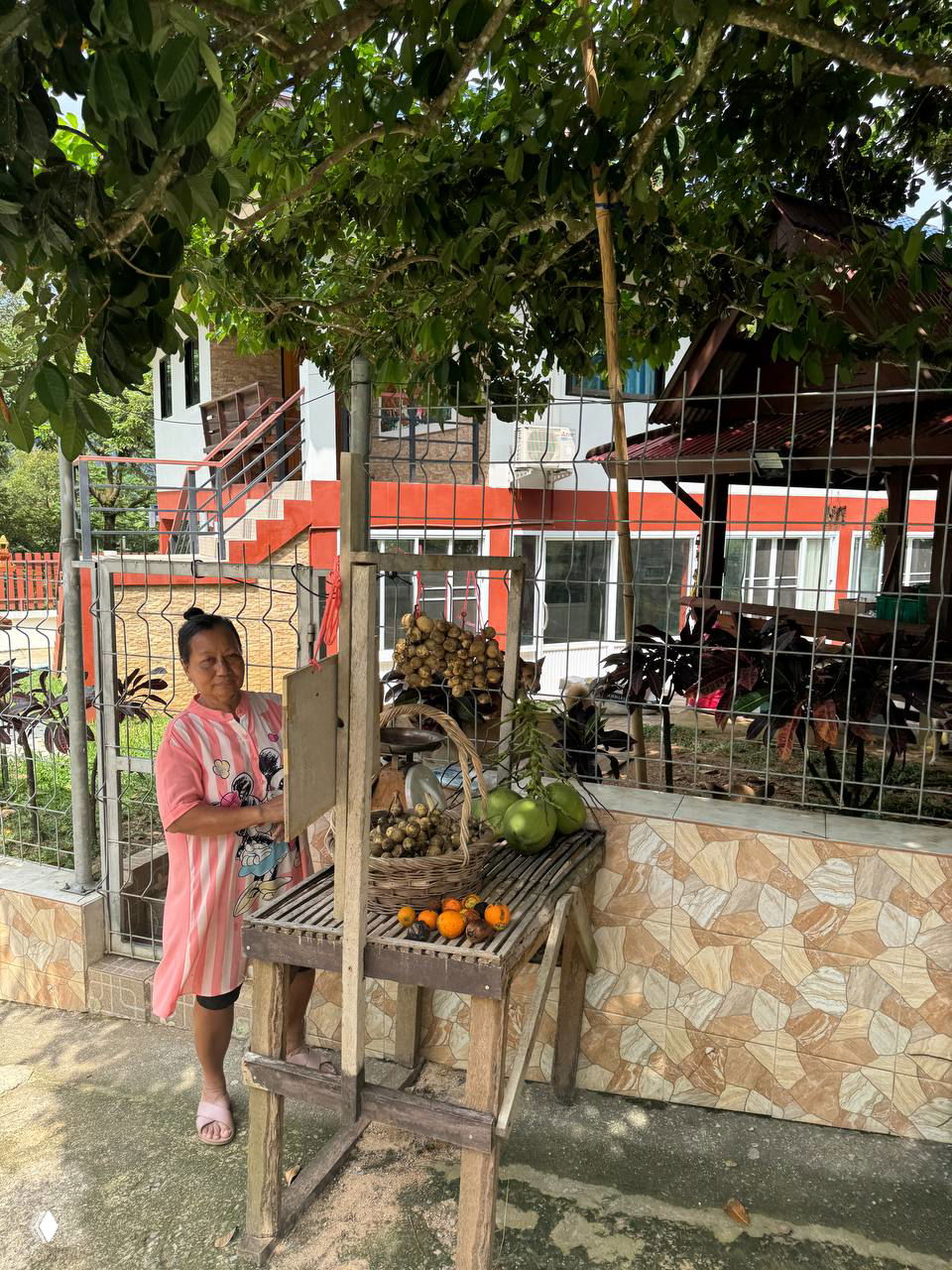 6 громких рыжих собак охраняют кокосы за 20 батт.