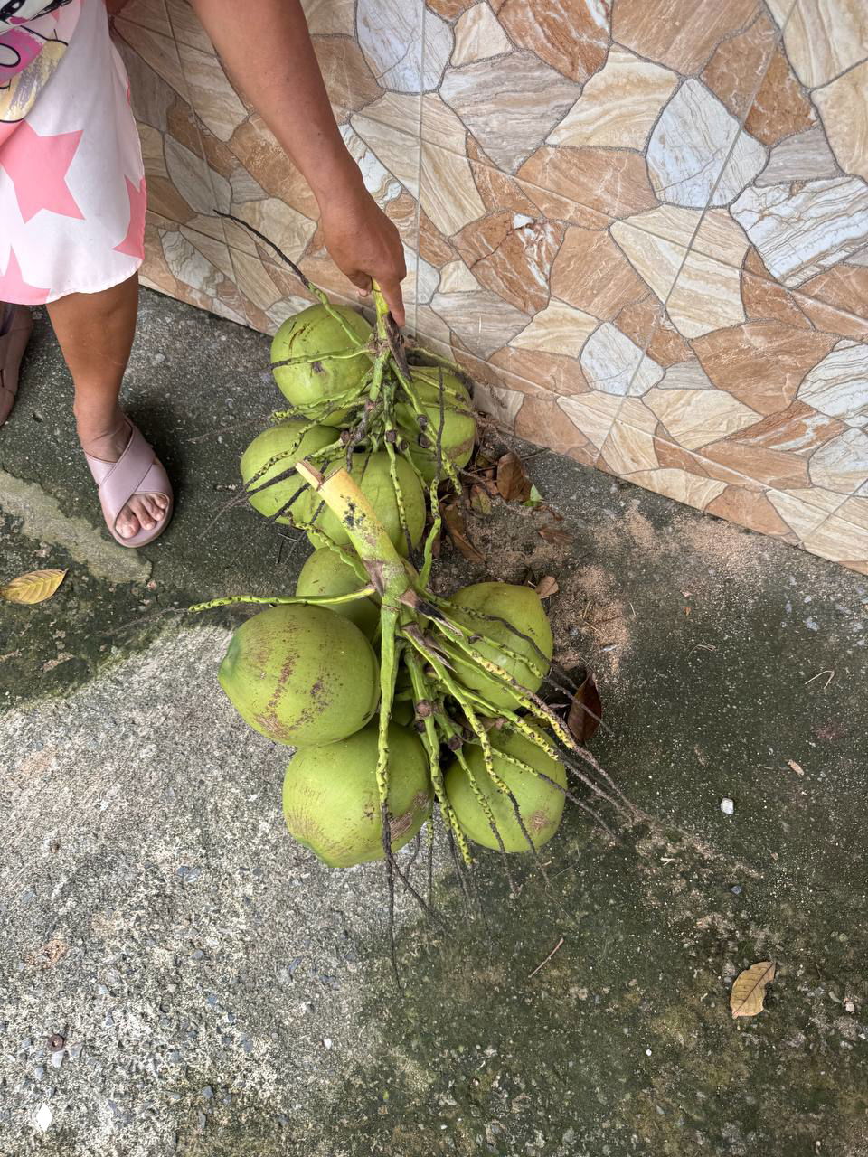 Связка зелёных кокосов на ветке в руках продавщицы, демонстрация свежего урожая и способа продажи кокосов у дороги на Самуи.