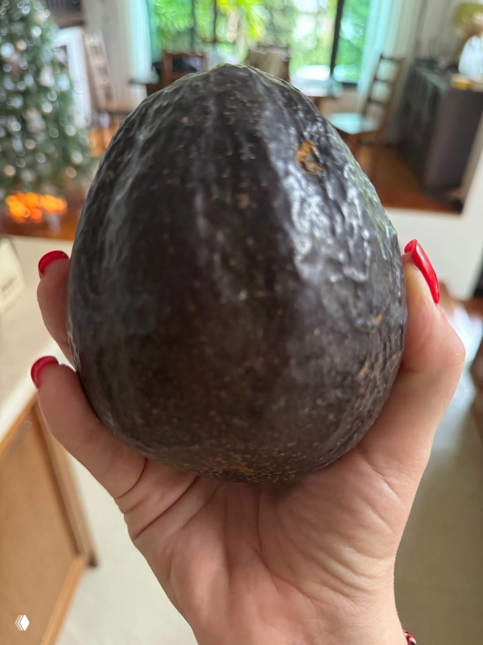 Гигантский тайский авокадо (сорт West Indian)