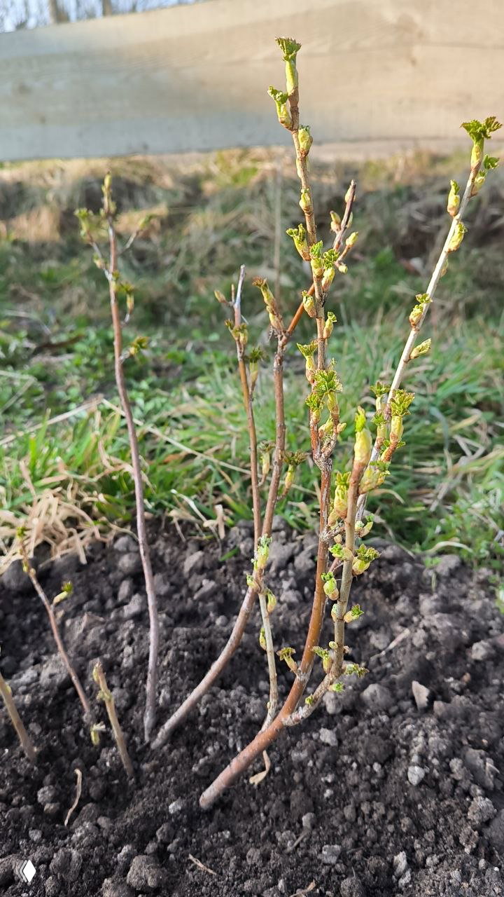Молодые побеги кустарника с набухшими весенними почками — пример оживающей смородины или малины на грядке после зимы