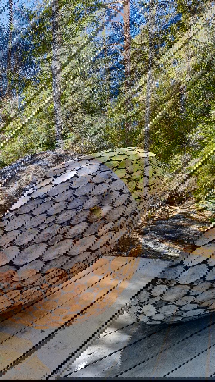 Деревянная скульптура-шар на настиле экотропы, окружённая берёзами и хвойным лесом — объект декоративного оформления маршрута.