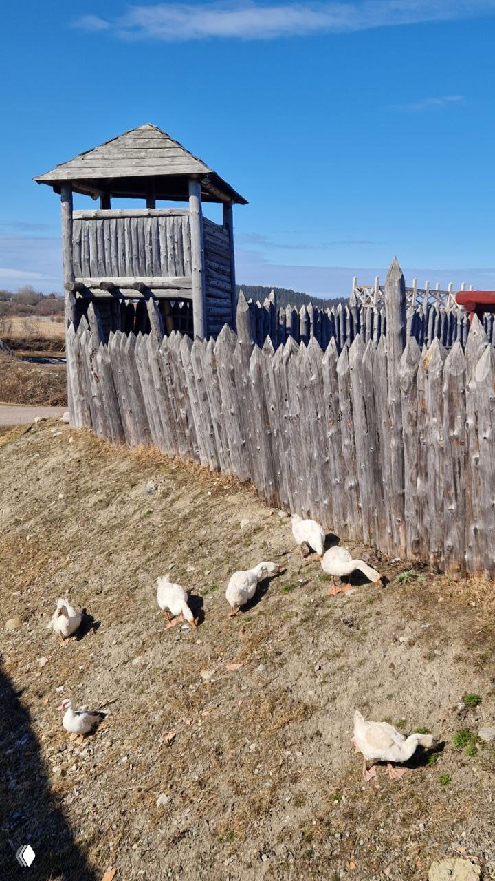 Крепостной частокол и деревянная сторожевая башня на открытом пространстве с голубым небом, у подножия гуляют домашние гуси на газоне.