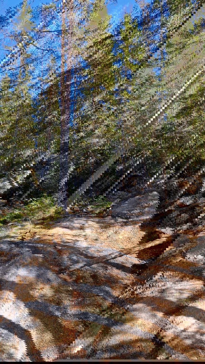 Скалистый прибрежный путь и хвойный лес в национальном парке Рускеала: корни, камни и тропа, ведущая к смотровым площадкам.