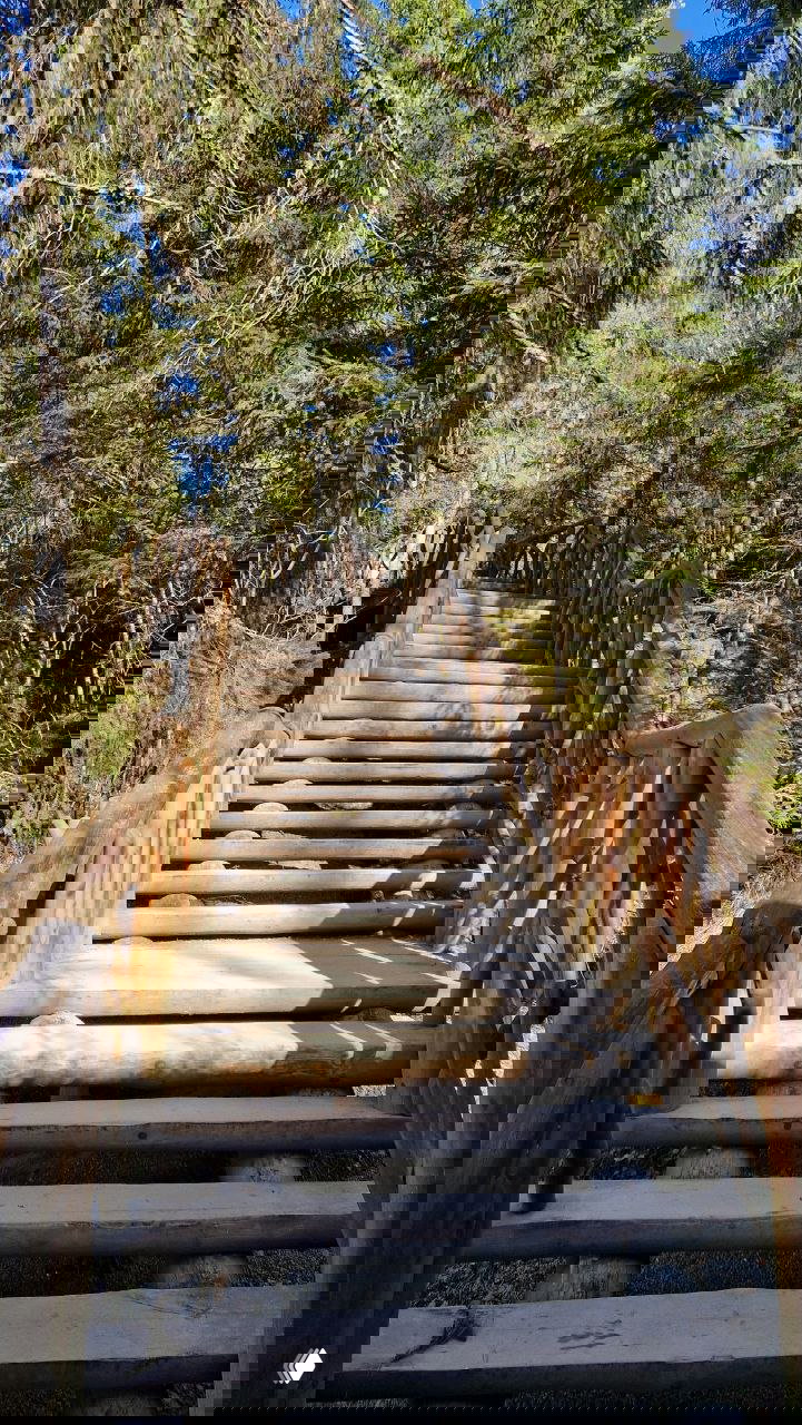 Деревянная лестница и перила экотропы, ведущие вверх к смотровым площадкам у Рускеальских водопадов, окружённая хвойным лесом.