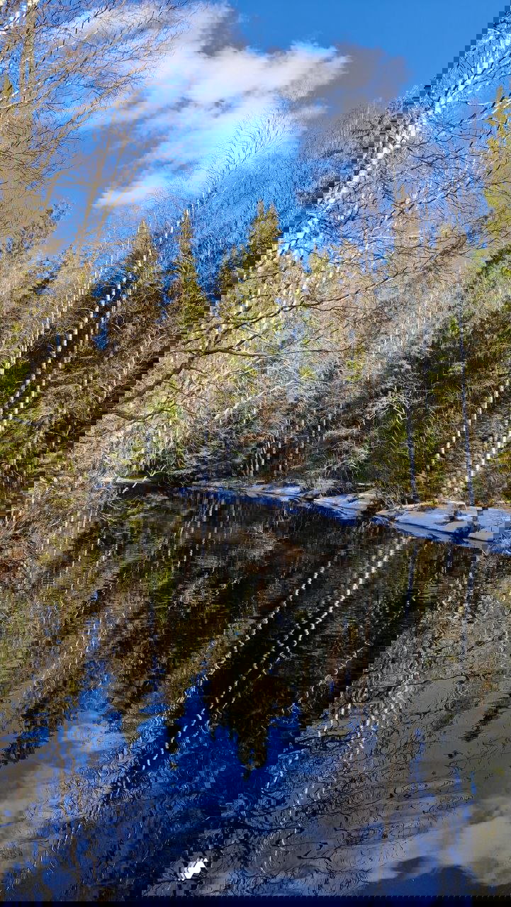 Спокойный изгиб реки Тохмайоки с зеркальным отражением берёз и сосен, на берегу видны остатки весеннего снега.