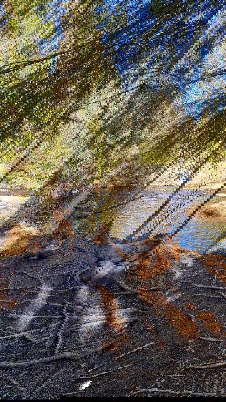 Резные деревянные фигуры у реки — персонаж и рыба на корнях деревьев, на заднем плане виднеется часть каскада и северный лес.