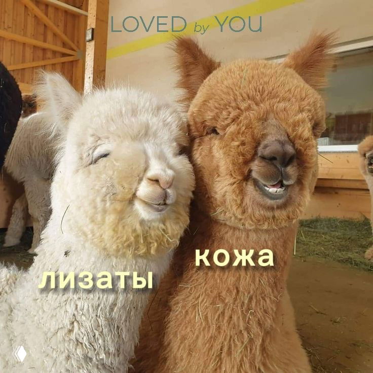 Международный день счастья — гормоны и микробиом