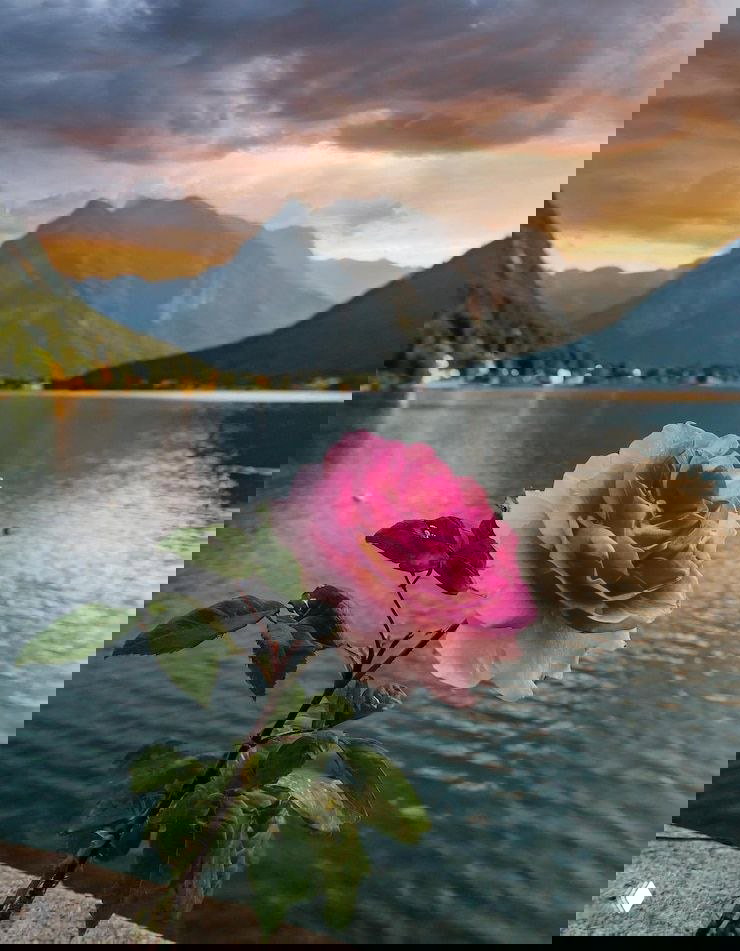 Розовый цветок розы на тонком стебле вблизи набережной на переднем плане; позади — спокойное озеро, горы и драматичное закатное небо, создающее атмосферу созерцания.