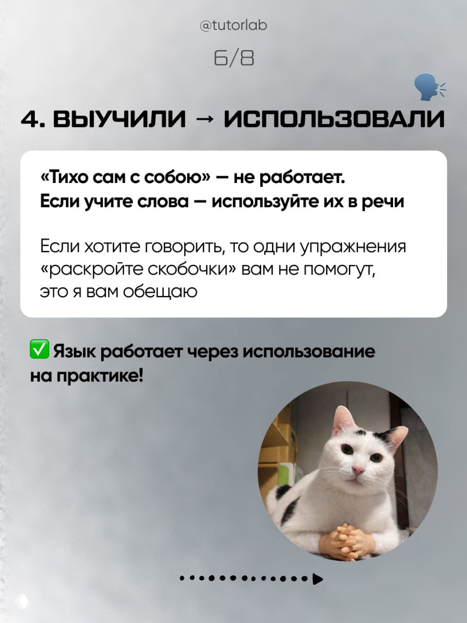 Сторис о применении выученных слов на практике; белый кот на круглом фото и поясняющий текст на светлом фоне.