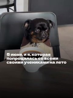 Фотография маленькой чёрной собаки на стуле в кабинете; на фото виден текст о прощании преподавателя с учениками перед летом.