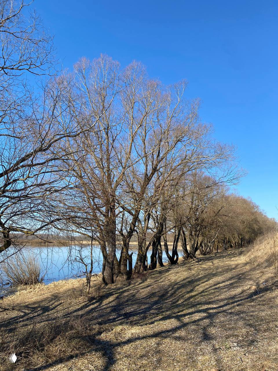 Панорамный вид на берег озера и ряд голых весенних деревьев под ярким голубым небом; тропинка вдоль воды, ранний свет.